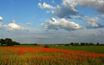 Okolice wsi Bartniki
