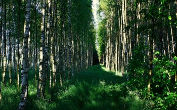 Lasy w okolicach Grabowa